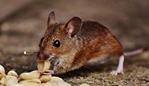 24 Hour & Emergency Exterminators in Colonia, NJ
